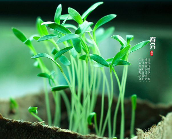 春分時節 春分時節